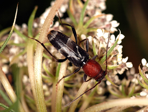 Chlorophorus ruficornis