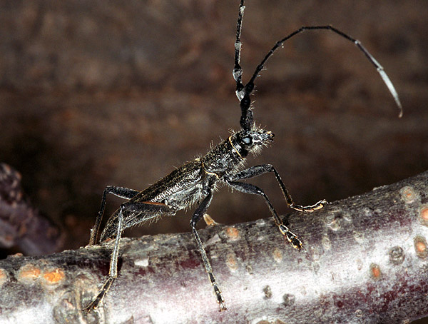 Cerambyx multiplicatus