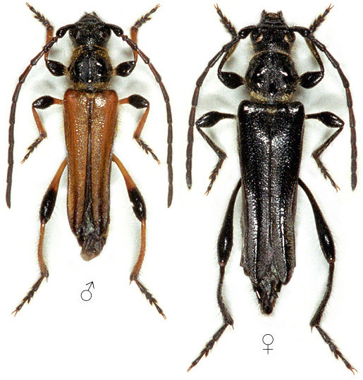 Stenopterus ater