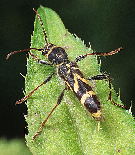 Cyrtoclytus capra