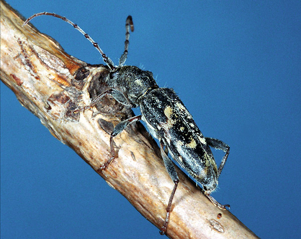 Paraclytus reitteri