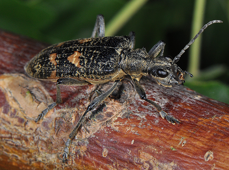 Rhagium caucasicum caucasicum