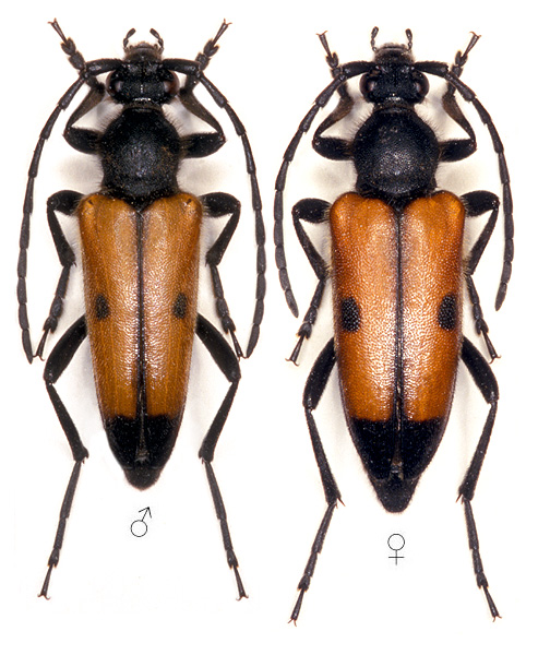 Vadonia bisignata