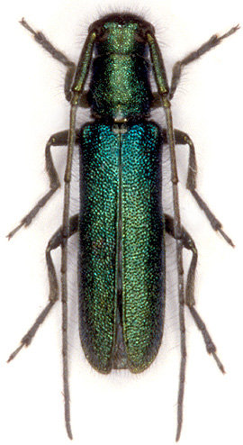 Agapanthia amitina