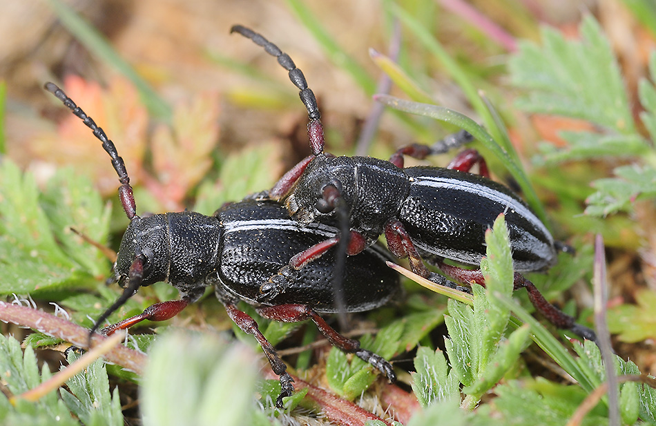 Dorcadion gallipolitanum atritarse