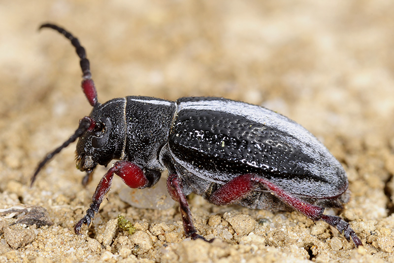 Dorcadion gallipolitanum fumidum