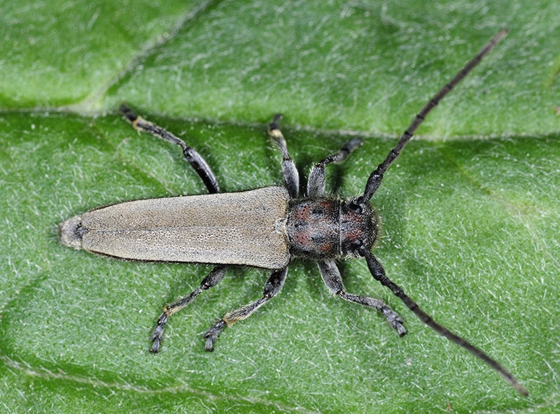 Phytoecia faldermanni