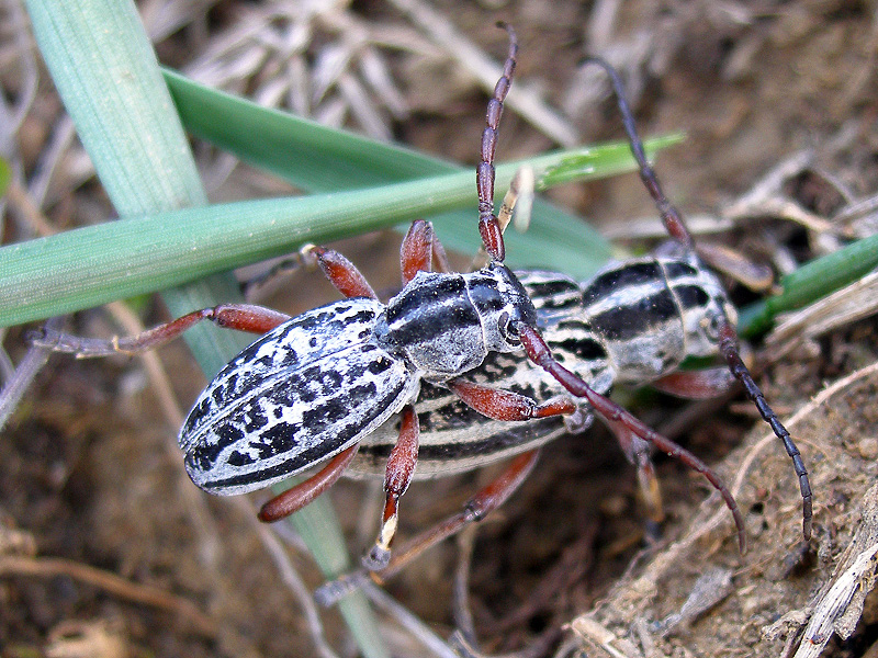 Dorcadion niveisparsum