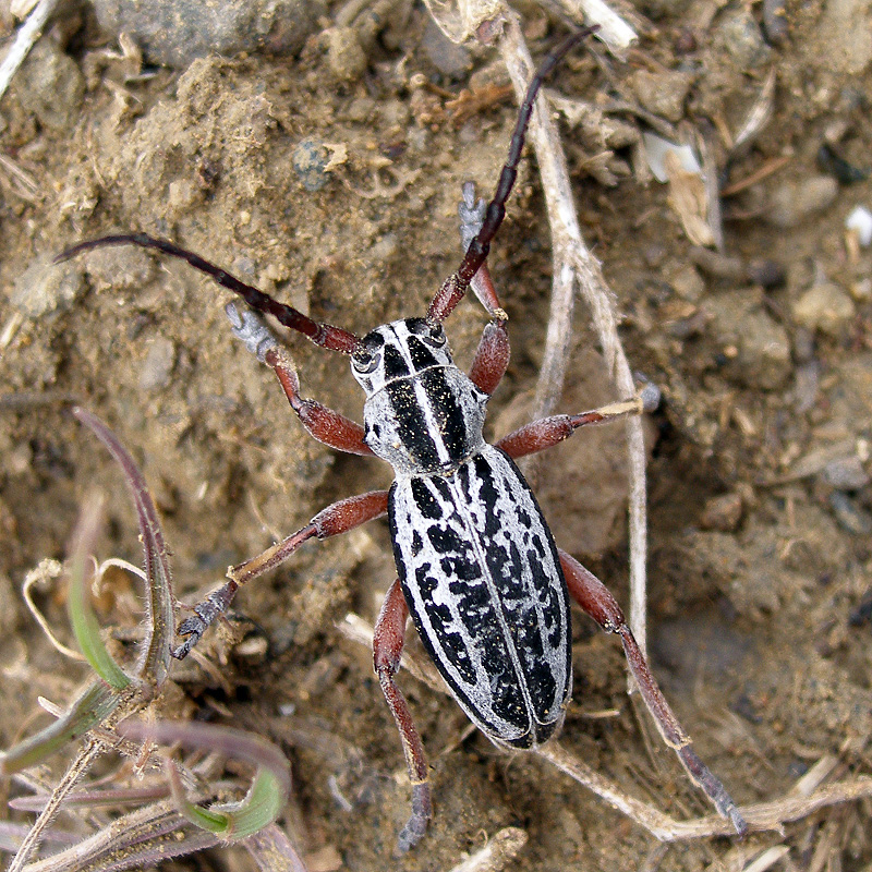 Dorcadion niveisparsum - male