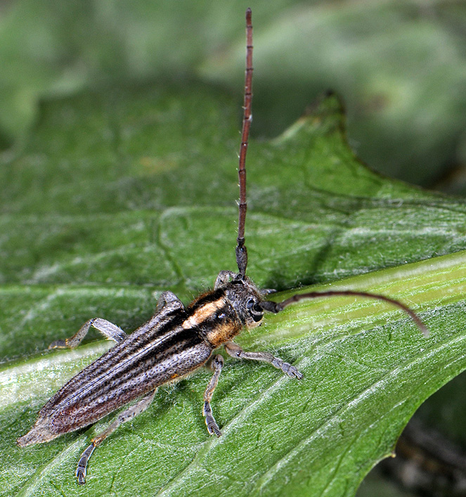 Phytoecia speciosa