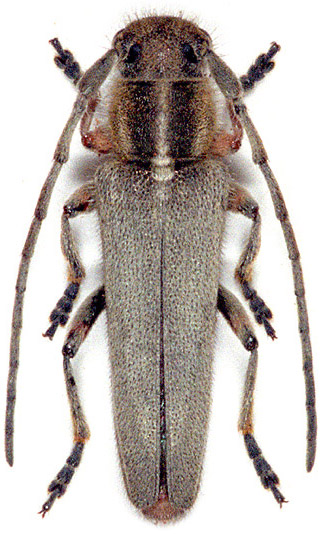 Phytoecia asiatica