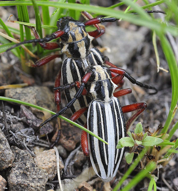 Dorcadion balchashense balchashense couple