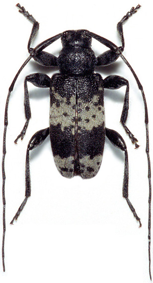 Leiopus punctulatus