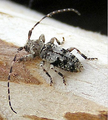 Pogonocherus inermicollis