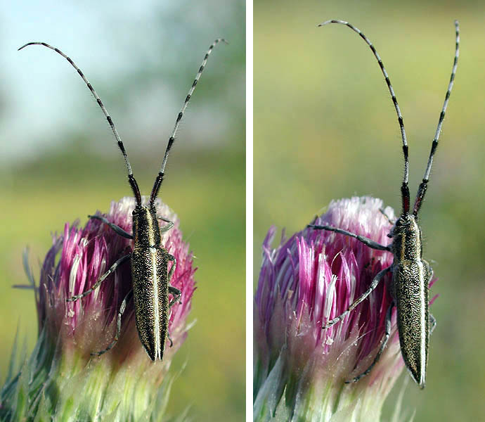 Agapanthia suturalis