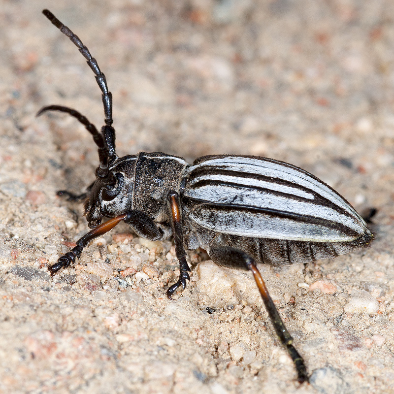 Dorcadion semenovi semenovi