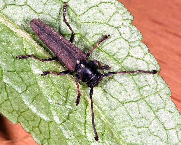 Phytoecia scutellata