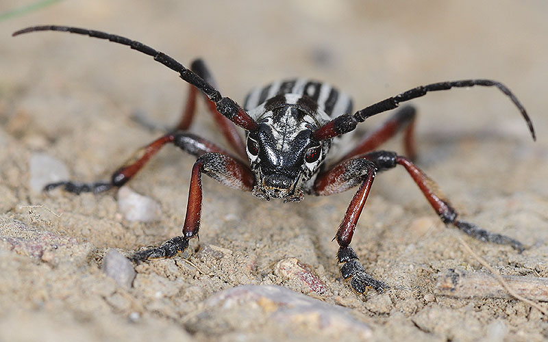 Dorcadion kapchagaicum