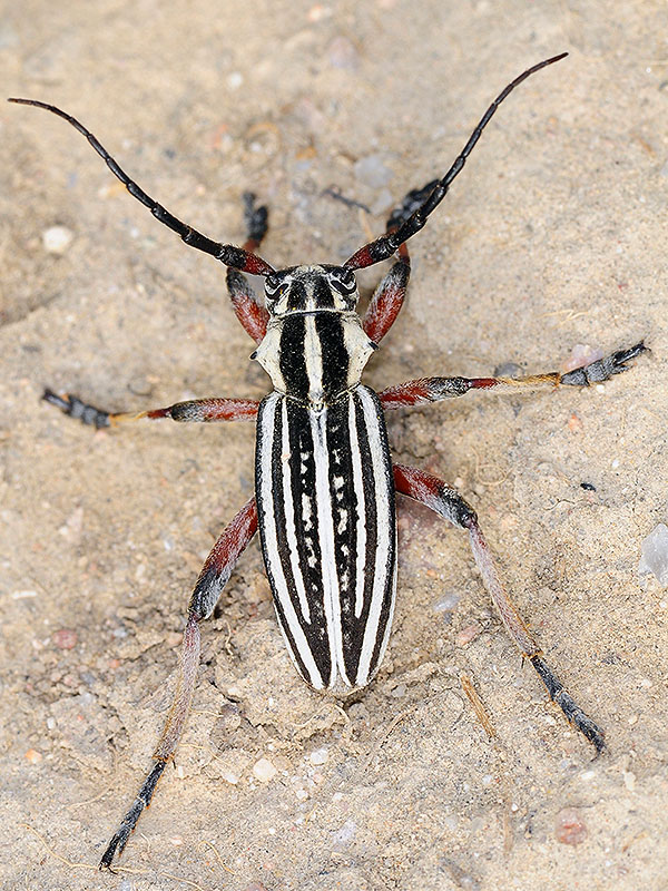 Dorcadion kapchagaicum