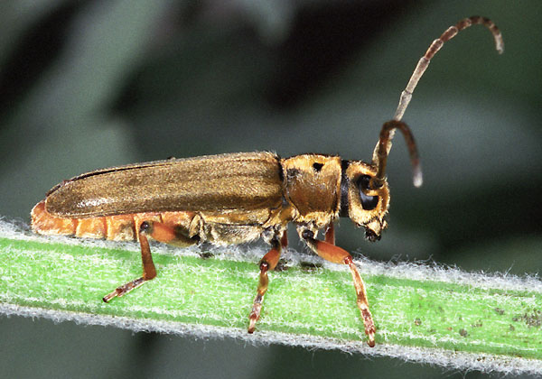 Phytoecia salvicola