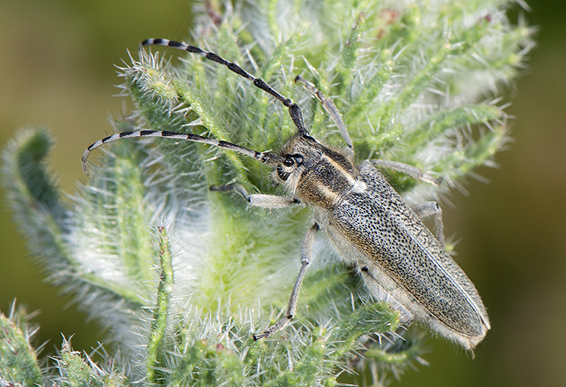 Oxylia argentata