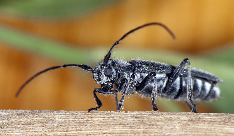 Stenostola ferrea