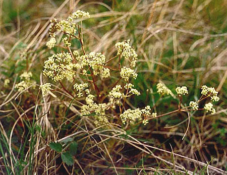 Trinia glauca