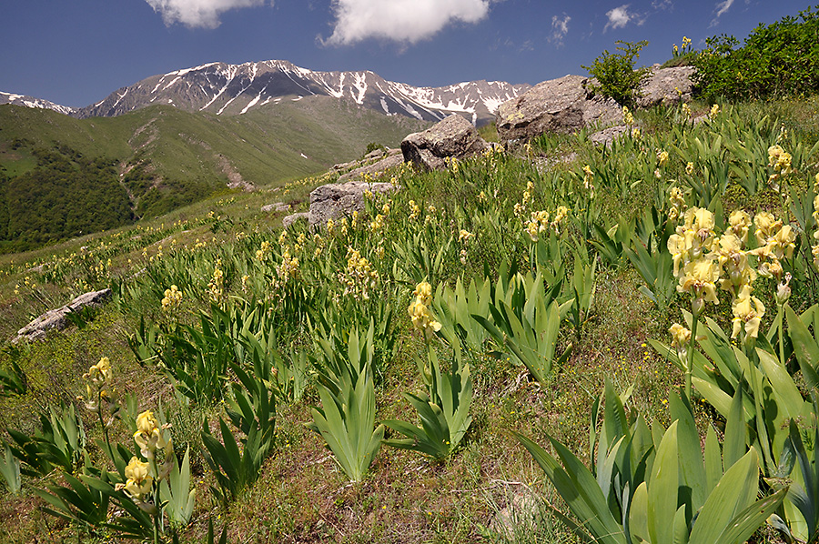 Lichk environs - locality