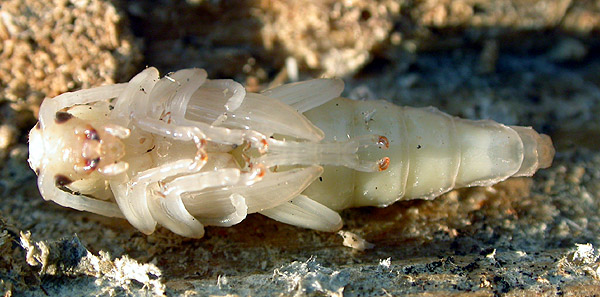 Macroleptura thoracica - pupa