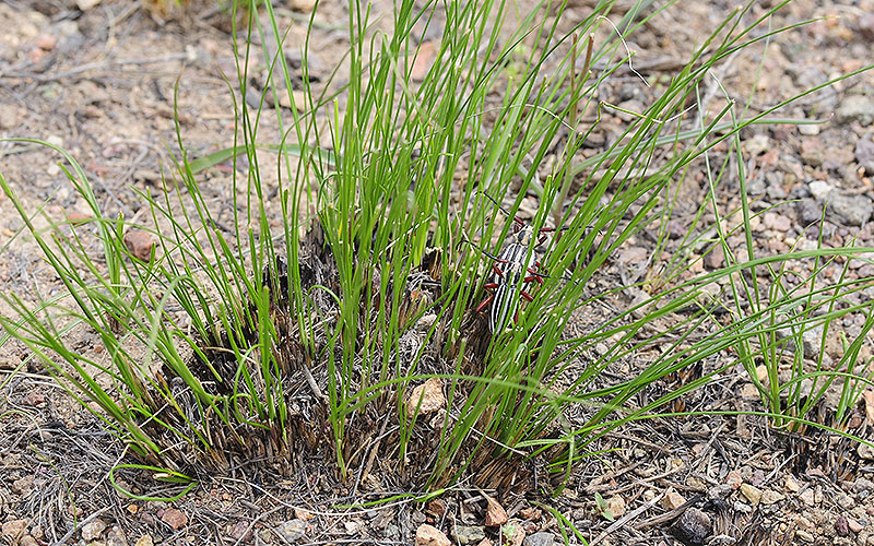 typical habitat