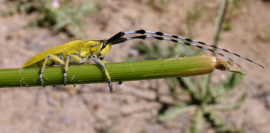 Agapanthia hirsuticornis