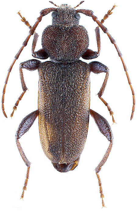 Callidium cedri