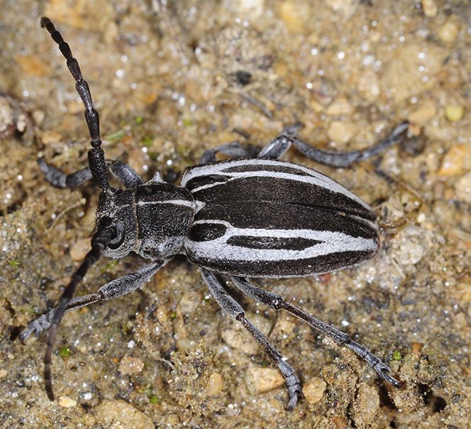 Neodorcadion exornatum