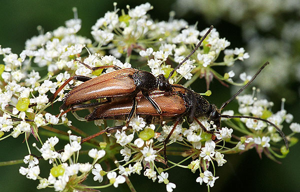 Pedostrangalia pubescens