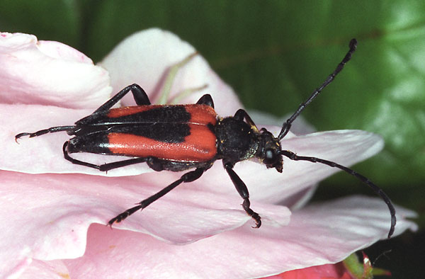 Stictoleptura cordigera