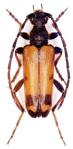 Xestoleptura nigroflava