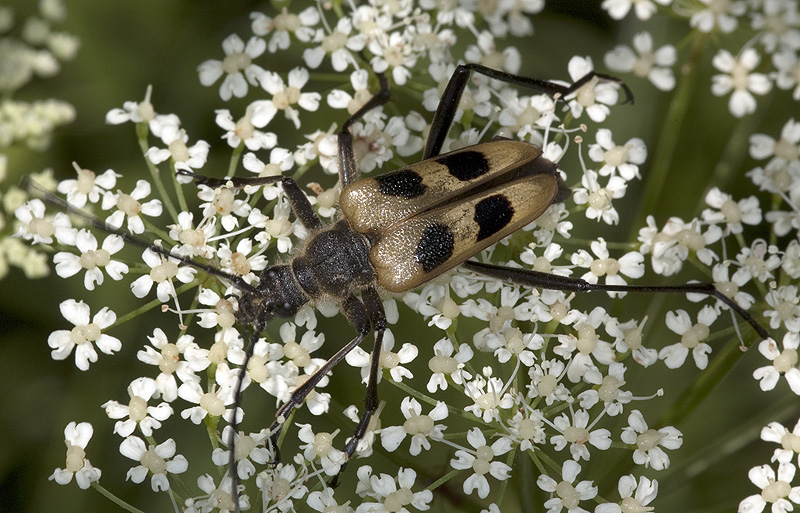 Pachyta quadrimaculata