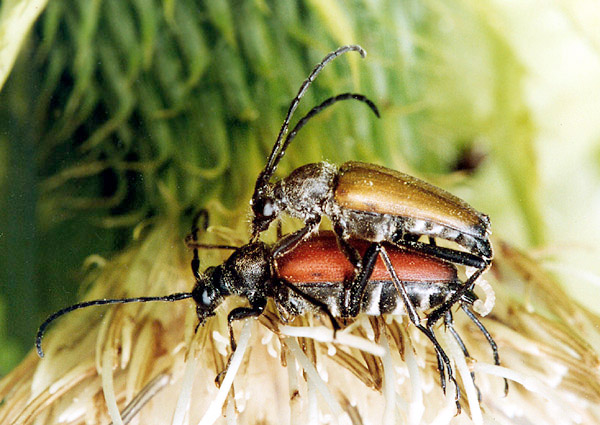 Anastrangalia sanguinolenta