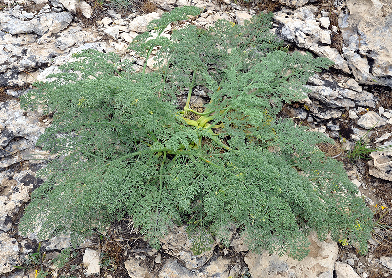 Ferula hermonis