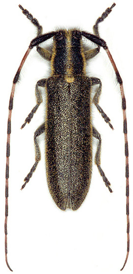 Agapanthia schurmanni