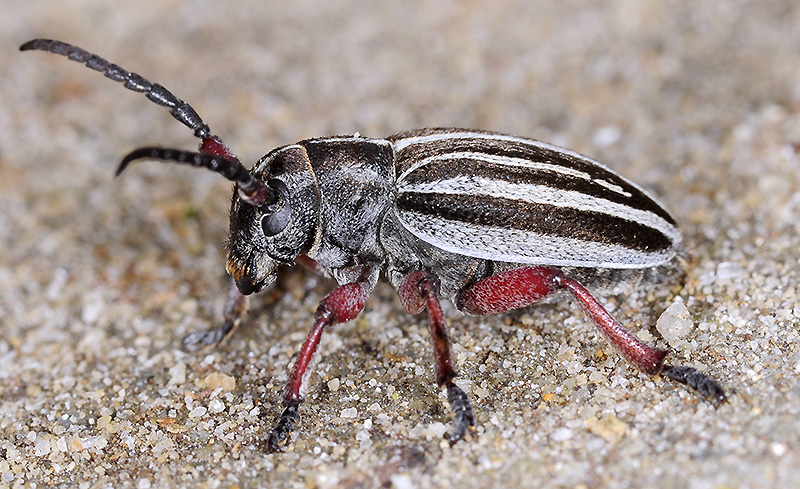 Dorcadion gallipolitanum atritarse