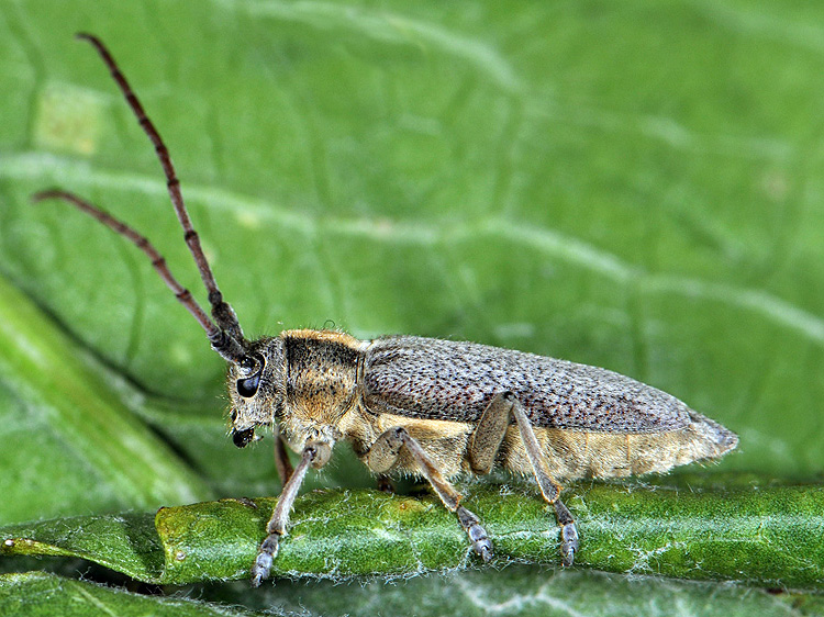 Phytoecia speciosa