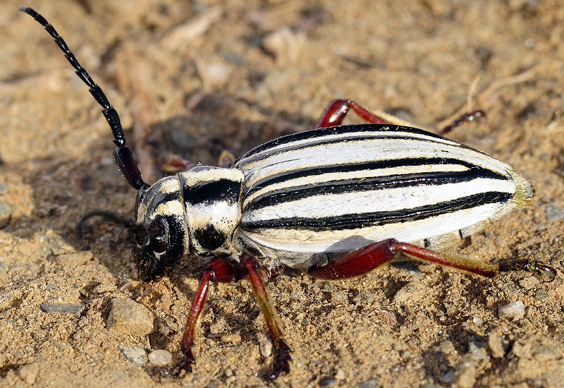 Dorcadion balchashense betpakdalense female