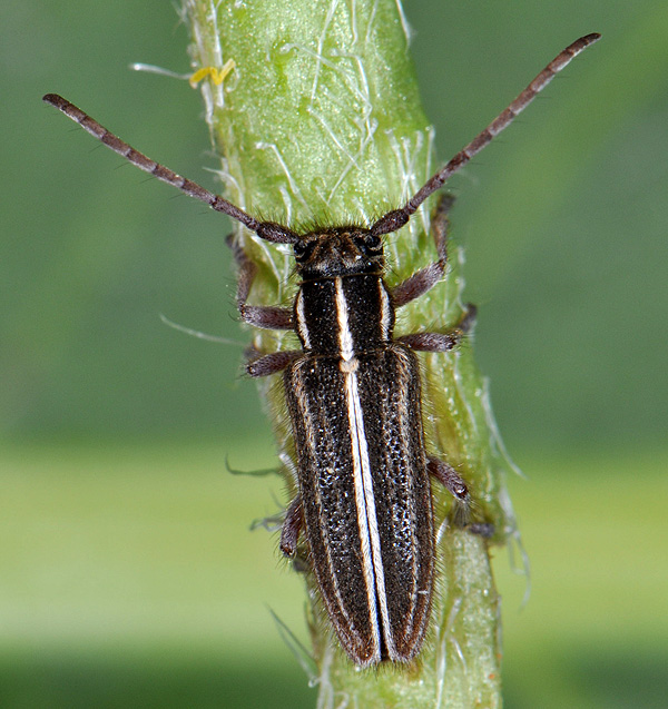 Phytoecia bithynensis