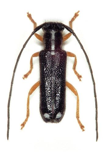 Menesia bipunctata