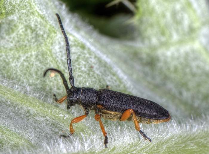 Phytoecia affinis boeberi