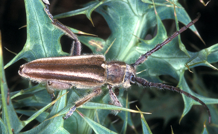 Mallosia graeca