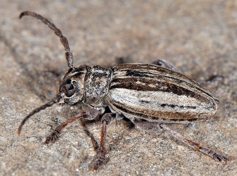 Dorcadion wagneri