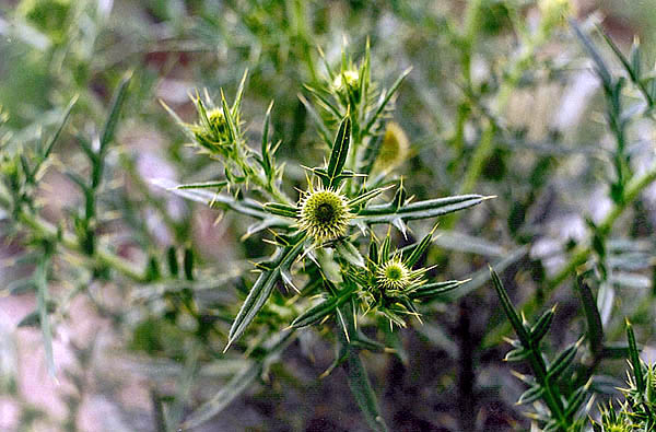 Cirsium