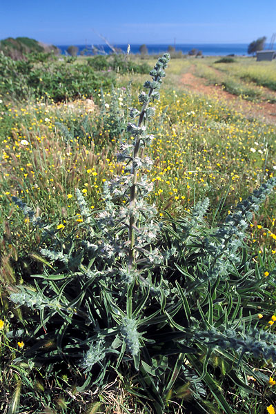 Echium italicum